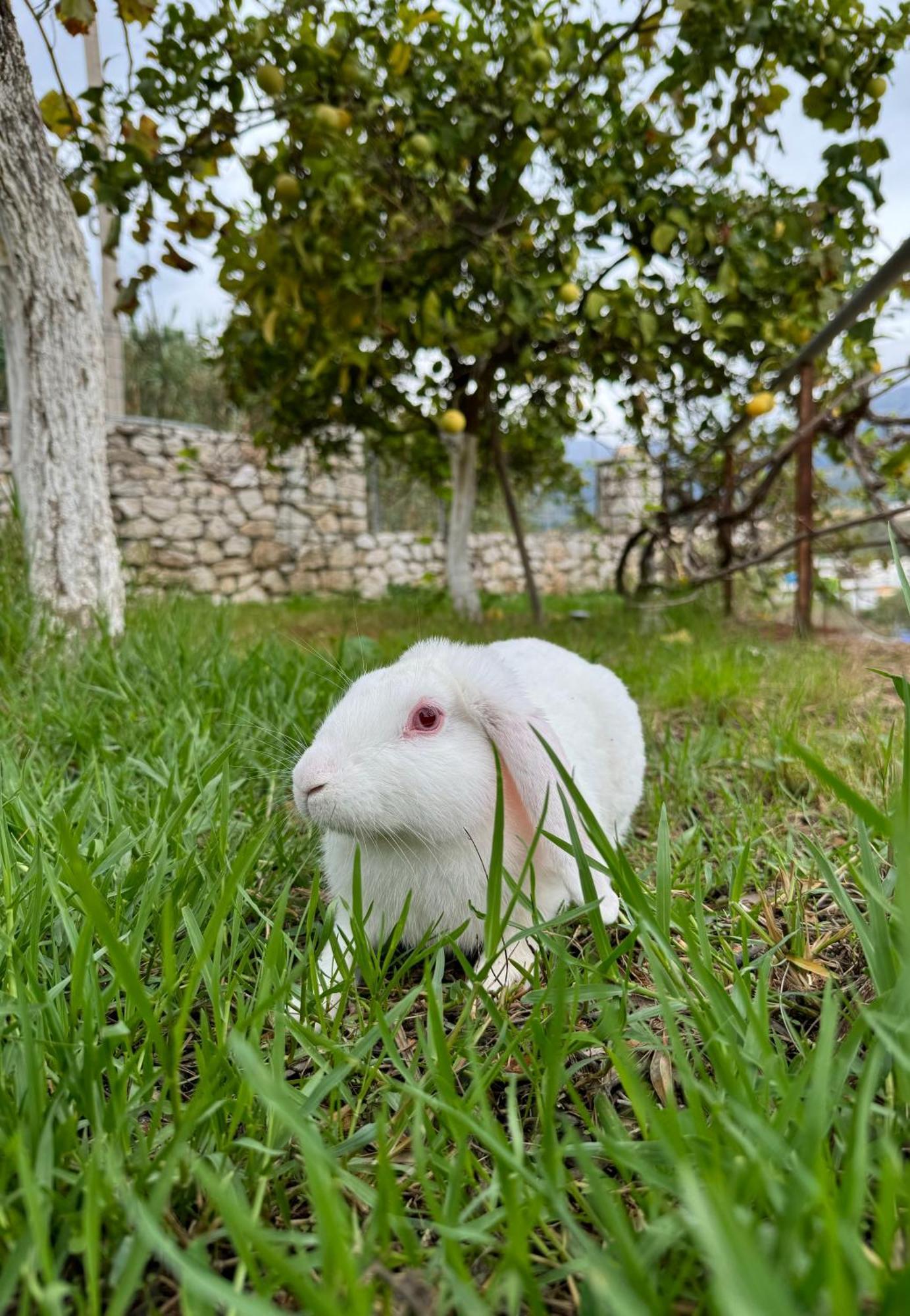 Villa Bodini Himare Buitenkant foto