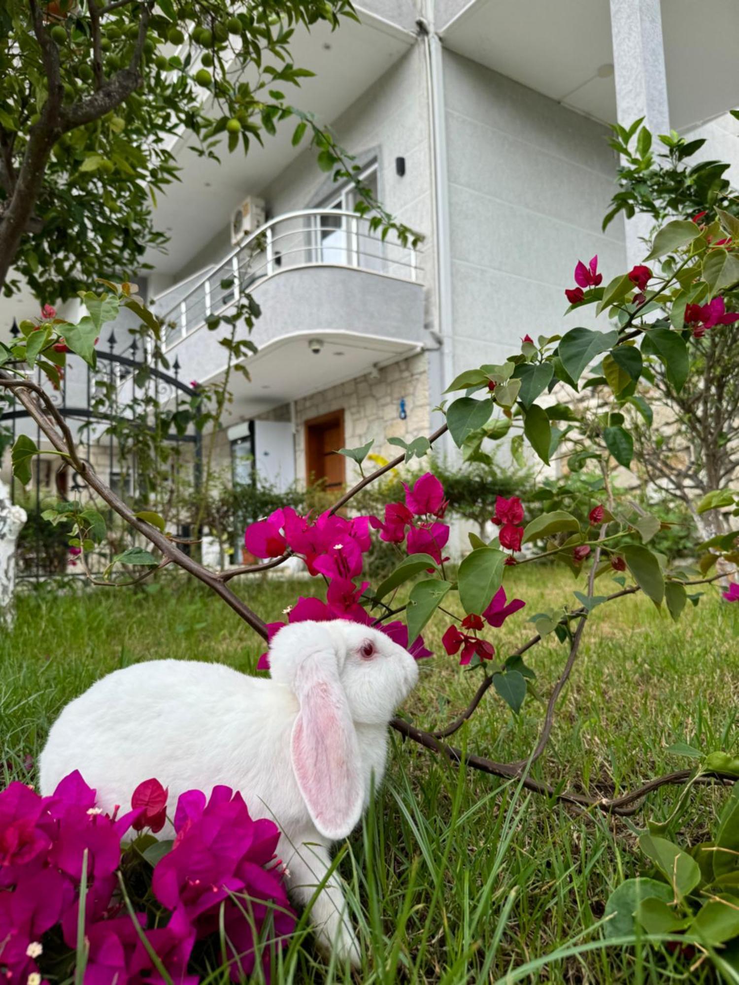Villa Bodini Himare Buitenkant foto